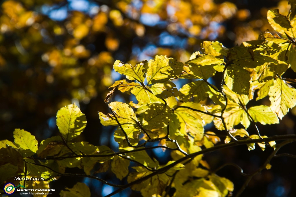 36_Autunno in val d'inferno.JPG